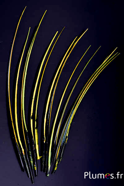 Oie rachis - 25-30 cm - noir-lime-jaune
